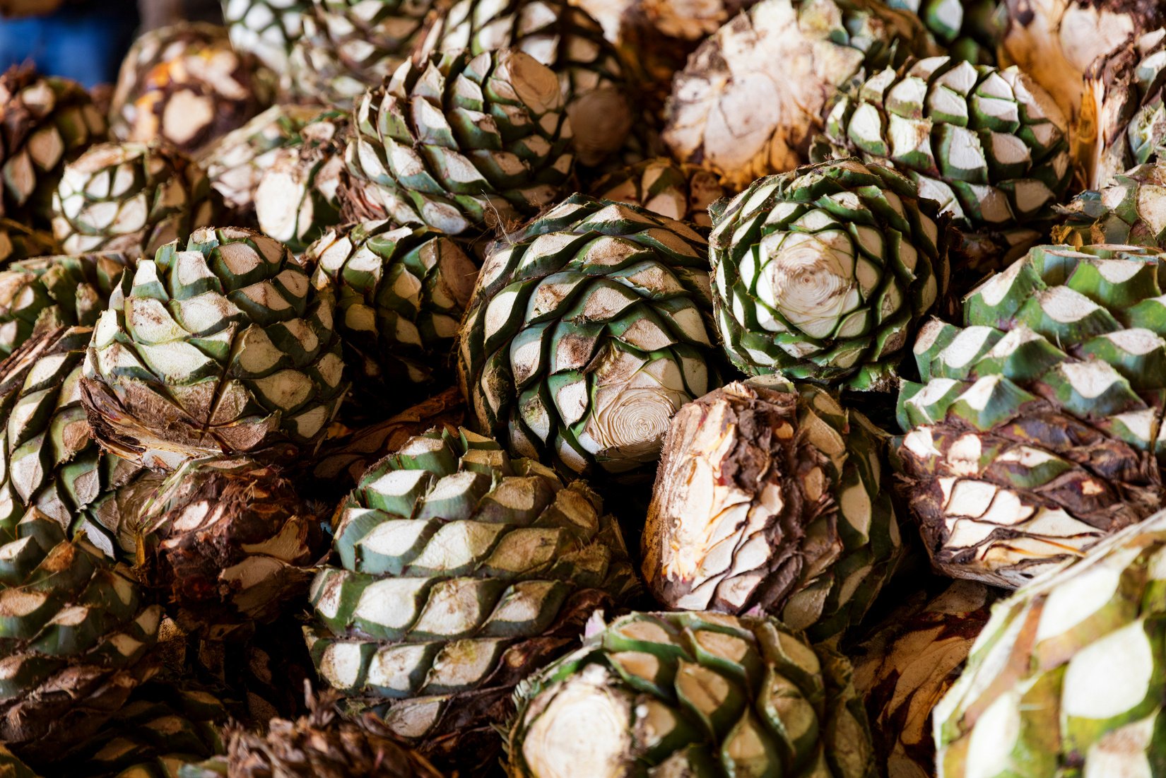 Agave Piles in Distillery Waiting for Processing, Tequila, Mexic