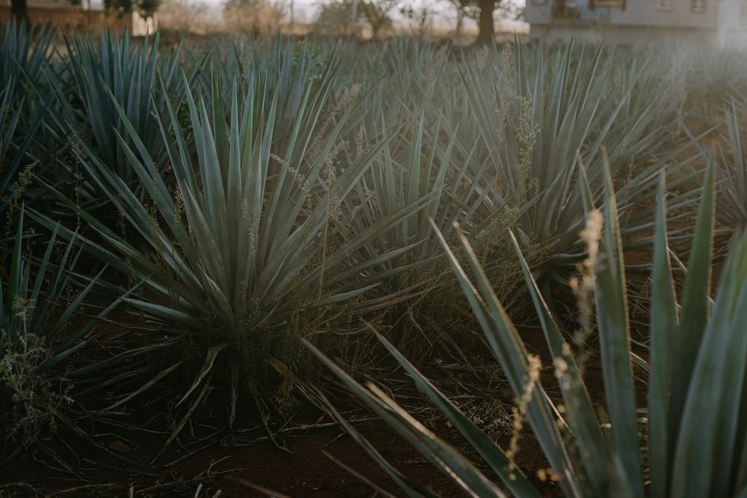 Agave Plants in the Farm