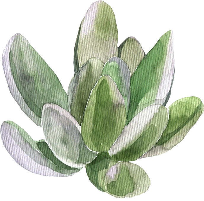 Home plant agave decorative watercolor indoor jungle